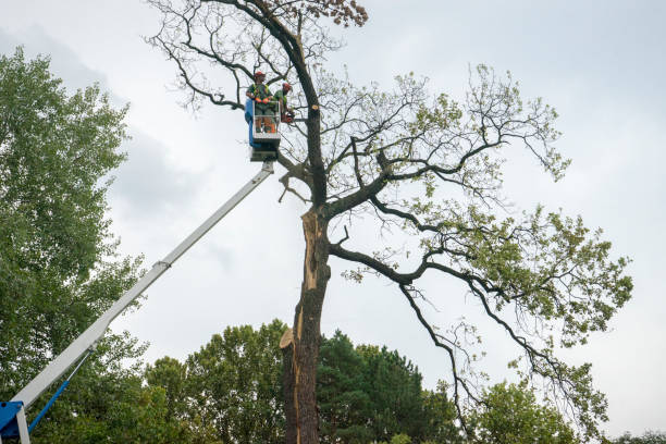 Why Choose Our Tree Removal Services in Athens, PA?