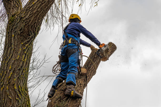 Tree and Shrub Care in Athens, PA