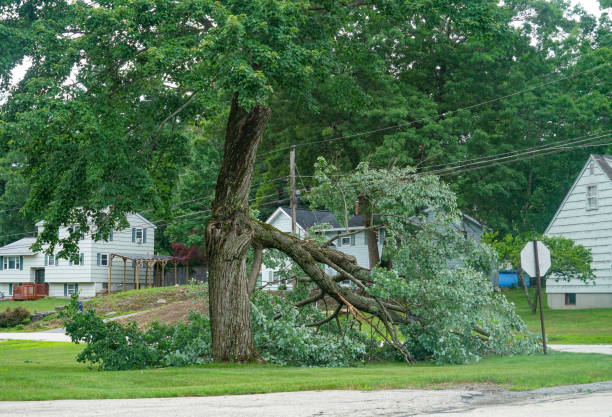 Best Firewood Processing and Delivery  in Athens, PA