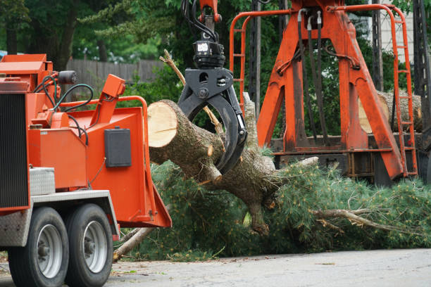 Best Tree Removal Service  in Athens, PA